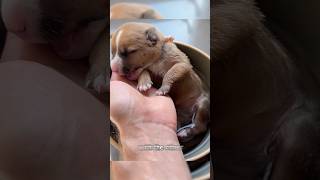 Trying to Save My Puppies Life