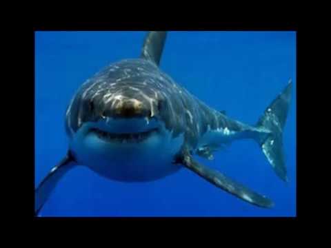 MÚSICA DE TIBURÓN (SoundTrack)