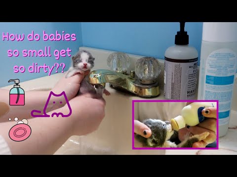 How to Keep Bottle Baby Kittens Clean // baby ... - YouTube