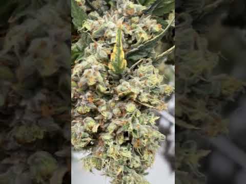 #sour #diesel #harvest #erntehelfer #plants