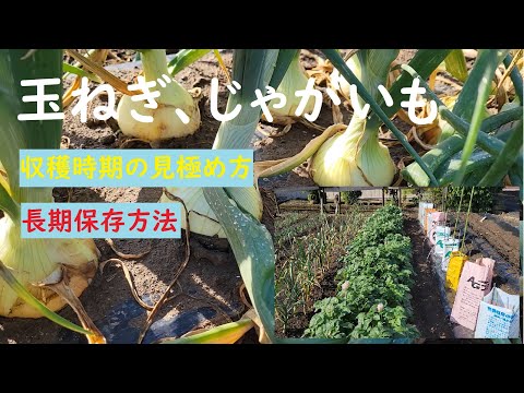 園芸 ジャガイモタマネギ