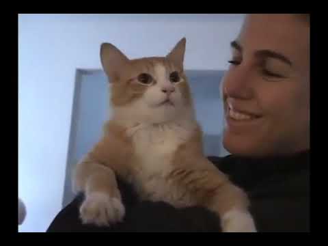 O Gato Como Ele É (Instituto Nina Rosa 2006)
