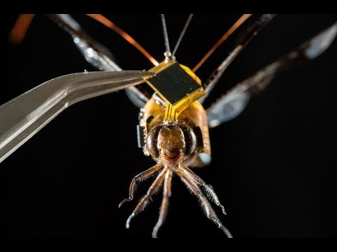 download lagu mp3 mp4 Cyborg Animals, download lagu Cyborg Animals gratis, unduh video klip Cyborg Animals