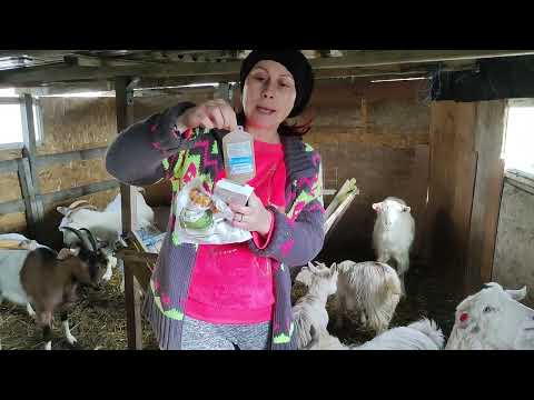 , title : 'Am vaccinat caprele cu vaccinul Coglavax - Goat yearly vaccination'
