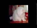 Персидские Коты- Прямой Эфир, от канала Cat Lovers 