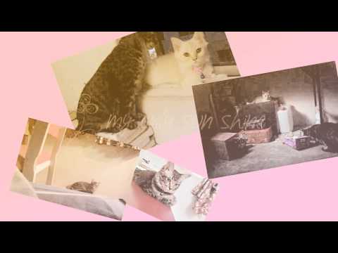 Gary & Yaya The Cat | 2015