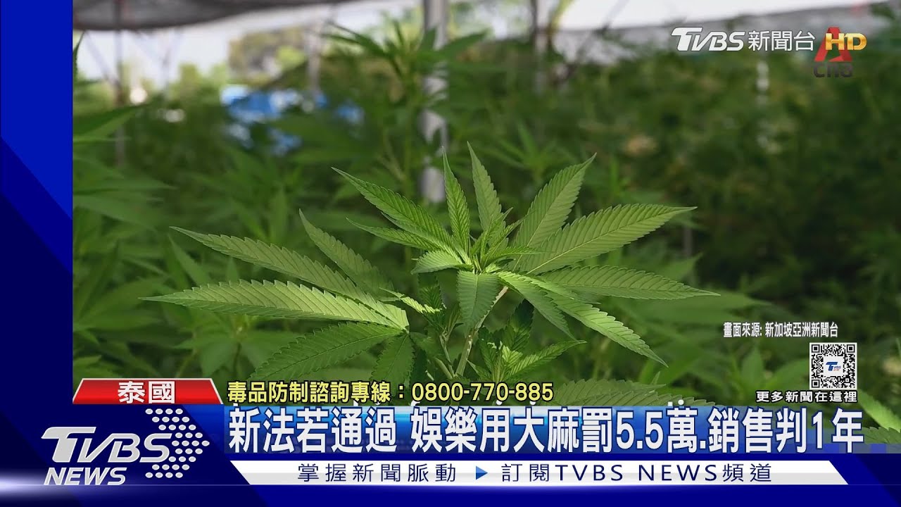 2年前才合法！泰國「呼麻成癮」太多　總理賽塔宣布要禁
