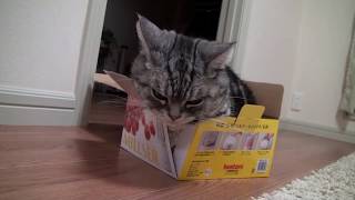 【猫　面白い　かわいい】猫　癒し　かわいい　~cat in the box~