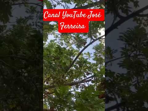 Icó Ceará vídeo da Natália