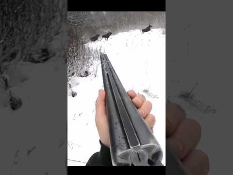 Hunting Big moose At snow so close #hunting #chasse #moose #deer