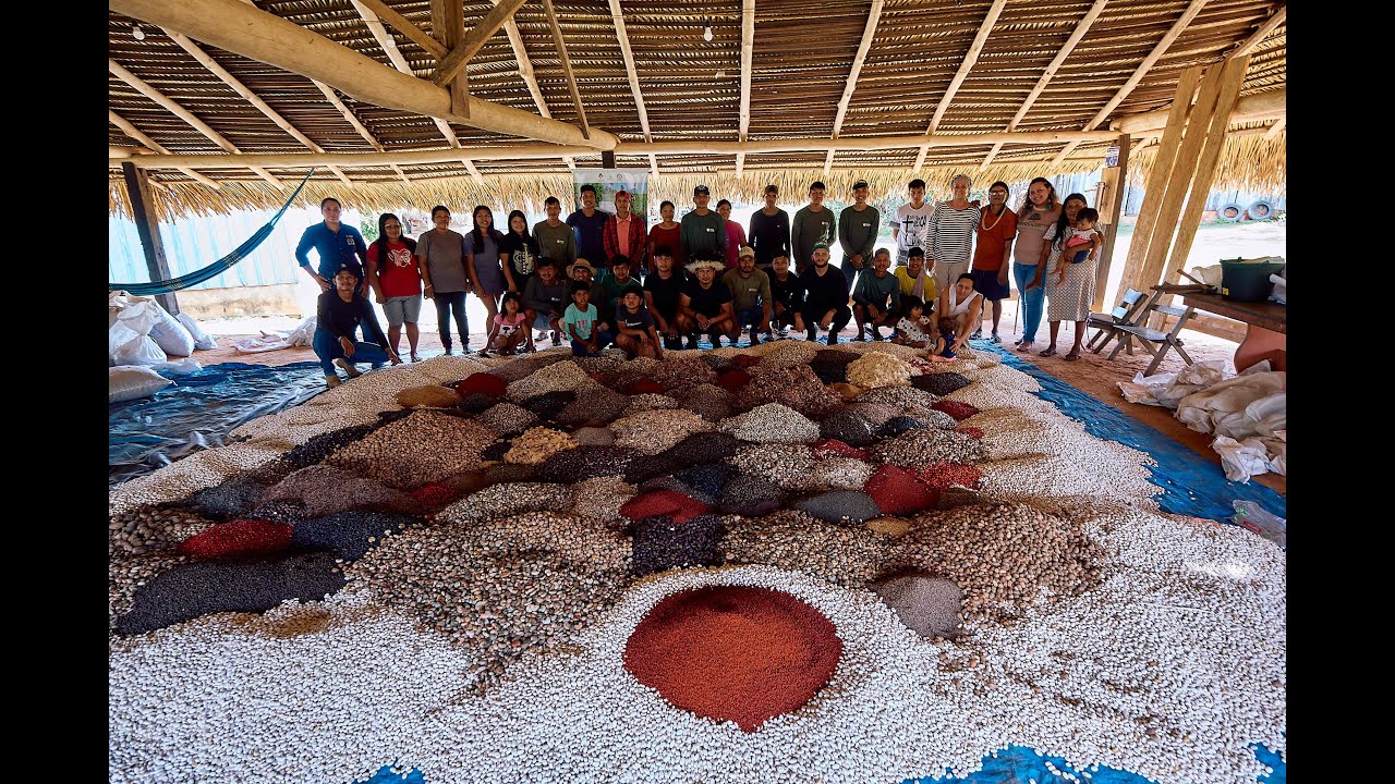 Projeto Nossa Floresta, Nossa Casa: Plantando Sementes com Muvuca na Terra Indígena Sete de Setembro