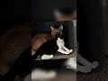 Sunny The Orange Cat And Skippy The Tuxedo Cat
