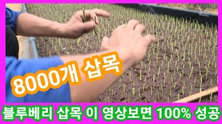 블루베리 삽목 전문가 이영상보면 100%성공 8000개 삽목, 블루베리 재배방법,키우기  귀농귀촌,농사,농부…