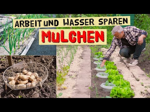 Why mulching saves a lot of work and water! Potatoes, beans, and wheel hoeing - gardening in May