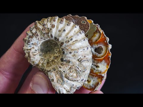Cutting Open Ammonites to Reveal Crystals Inside (Cretaceous) Part 1