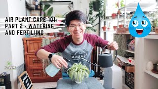 Air Plant Care 101: Part 2 - Watering & Fertilizing