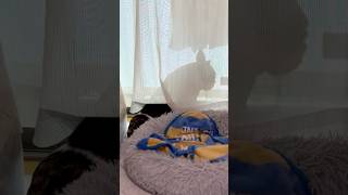 たまには1人で休息したいフレブル