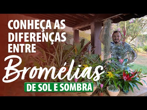 CONHEÇA as DIFERENÇAS ENTRE BROMÉLIAS DE SOMBRA E  SOL