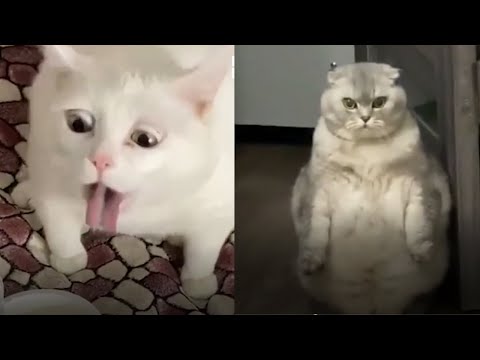 Funniest Cats 😹 CATS will make you LAUGH YOUR HEAD OFF