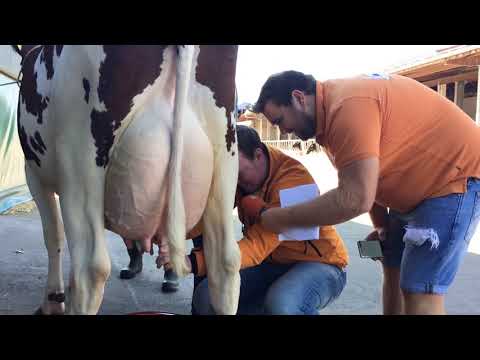 Mission Bauernhof - Herausforderung 7 - Kuh melken