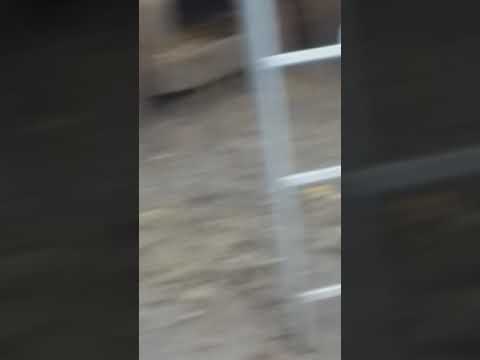 Prin curtea casei mele  la GANEASA OLT