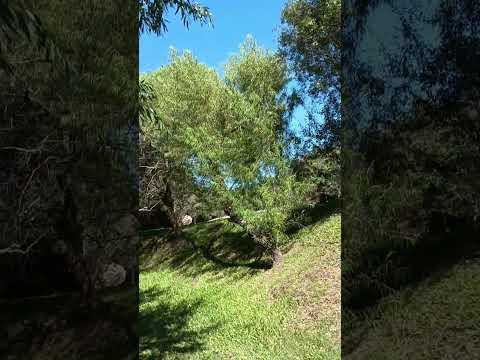 Parque Del Paso del Cufré , dpto. Colonia 🇺🇾 .