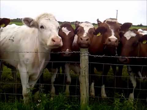 Fusion Inspire: Singing with Cows