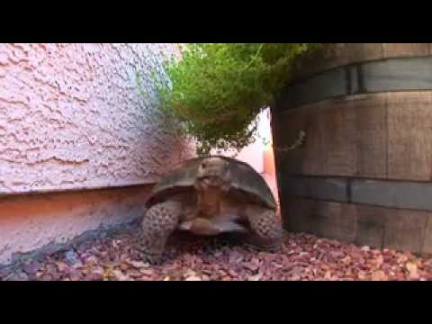 download lagu mp3 mp4 Tortoise Org, download lagu Tortoise Org gratis, unduh video klip Tortoise Org