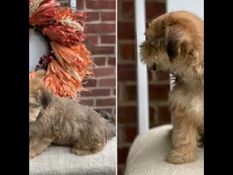 PAwFect Puppy Boutique
