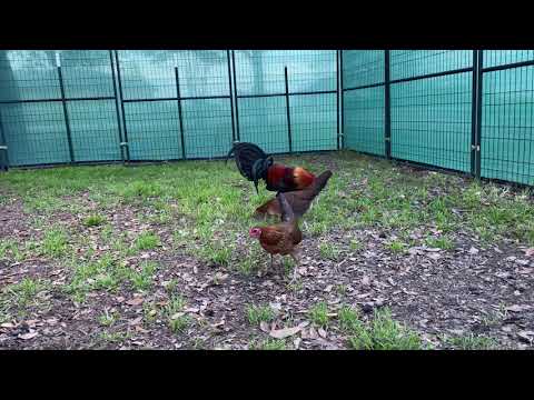 My brown red Rooster