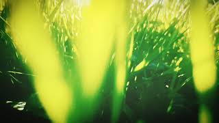 Колискова... ( Lullaby) Music by Pink Martini &quot;Lullaby&quot;