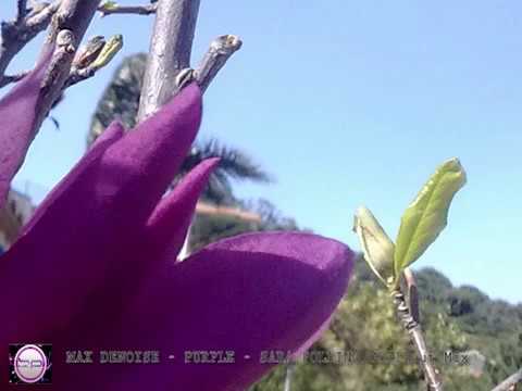 Max Denoise - Purple -  (Sara Pollino Chillout mix)