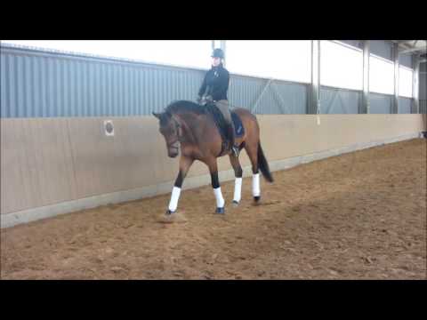 5-jähriger Hannoveraner for sale