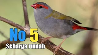 Download lagu 5 jenis burung emprit dengan harga mahal yang banyak di pelihara di indinesia mp3 Download lagu 5 jenis burung emprit dengan harga mahal yang banyak di pelihara di indinesia mp3