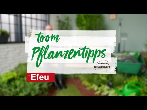 toom Pflanzentipps – Efeu | toom Baumarkt