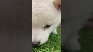 柴犬の動画01