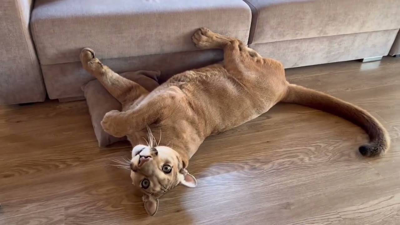 Пума Месси показывает какой он на самом деле! Хорошо или плохо так делать?!