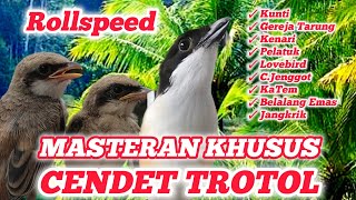 Download lagu Cetak Cendet Trotol Jadi Juara Dengan Suara Masteran Cendet Trotol Full Isian ini mp3