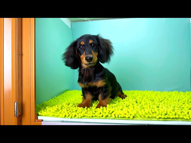 (子犬) 犬種：ダックスフンド・ミニチュア・ロング 女の子 ブリーダー マロニエケンネル　MARRONNIER KENNEL k3779の画像