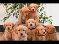 Golden Retriever dogs for sale: Preston  - Video 1