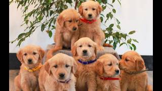 Video preview image #1 Golden Retriever Puppy For Sale in LITITZ, PA, USA