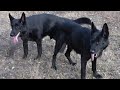 Dog New Song Download Sexy