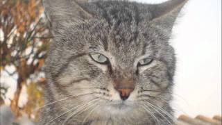 Theme from il postino