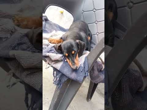 Sleeping time 🥱🥱# YouTube shorts # Randhir S shorts