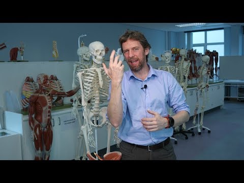 Anterior forearm muscles (identifying)