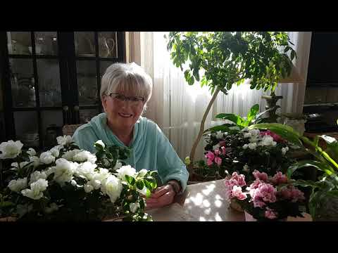 Jak pielęgnować łosie rogi?