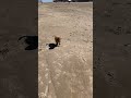 Fetch On The Beach During The Winter Fetch Cavapoo Cavapoopuppy