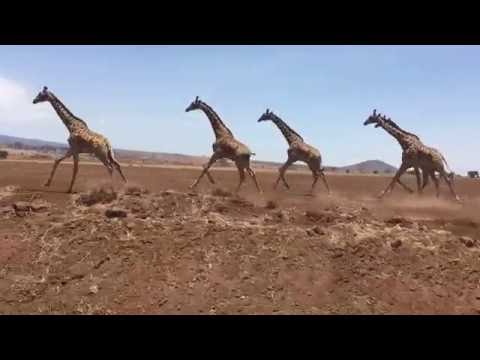 YouTube video about: How fast can a giraffe run?