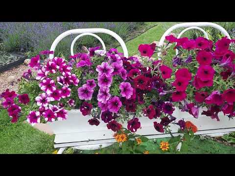 Növénysziget a kertben - egynyári virágok