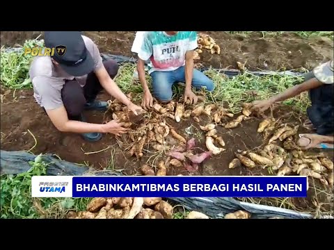 BRIPKA AGUS SALIM MEMBAGIKAN UBI JALAR KEPADA WARGA